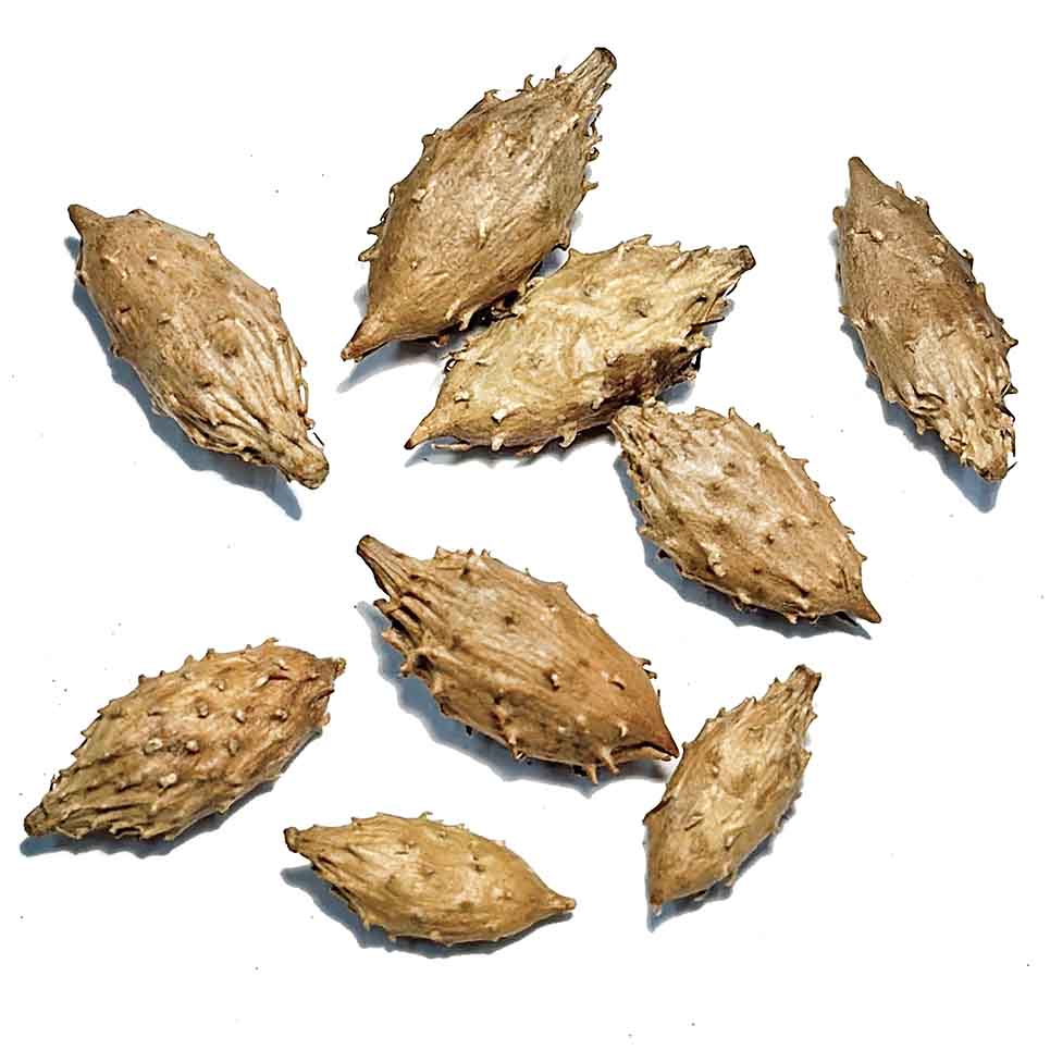 Ké đầu ngựa - BỆNH VIỆN Y HỌC CỔ TRUYỀN THÀNH PHỐ HỒ CHÍ MINH