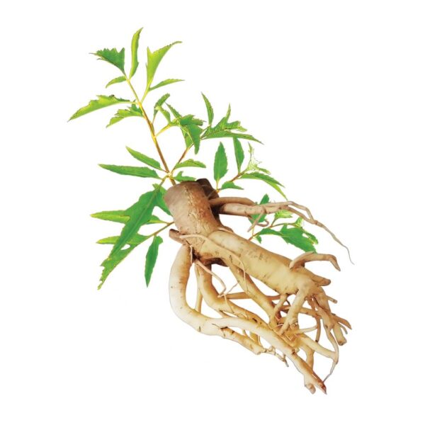 54. Dinh lang re