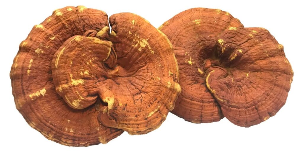 494534666 1232467585552607 8668257200829777562 n